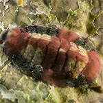Chiton sp. 10
